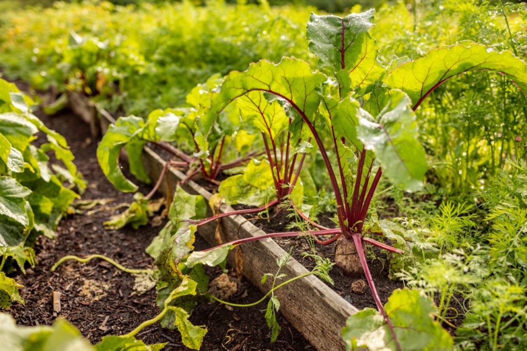 un potager en permaculture