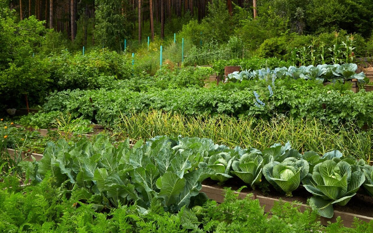 un potager en permaculture