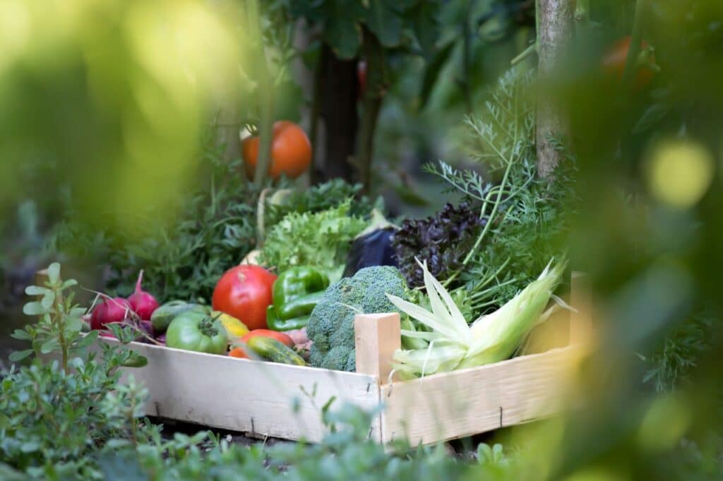 un potager bio dans son jardin