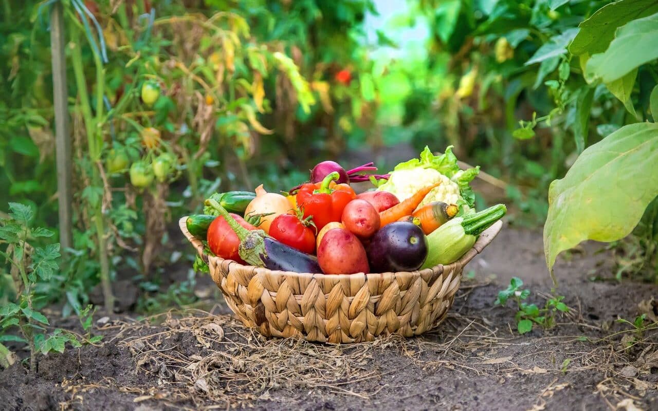 un potager bio dans son jardin